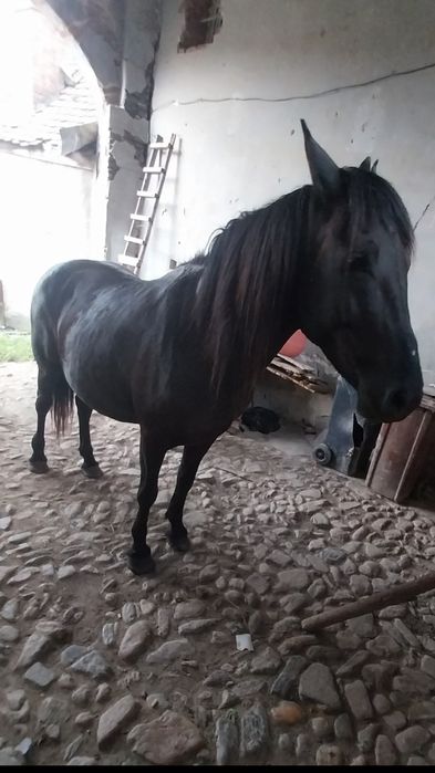 Iapa gestanta schimb cu vaca fatata