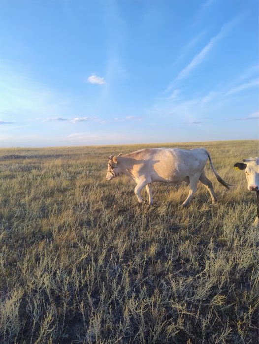 Продам 2 корова 2 тайынша 1 теленка
