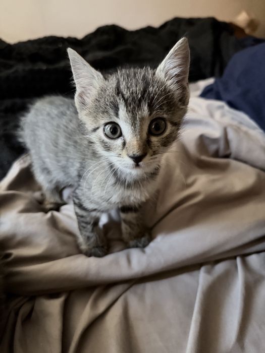 Котята 8 недель, в добрые руки