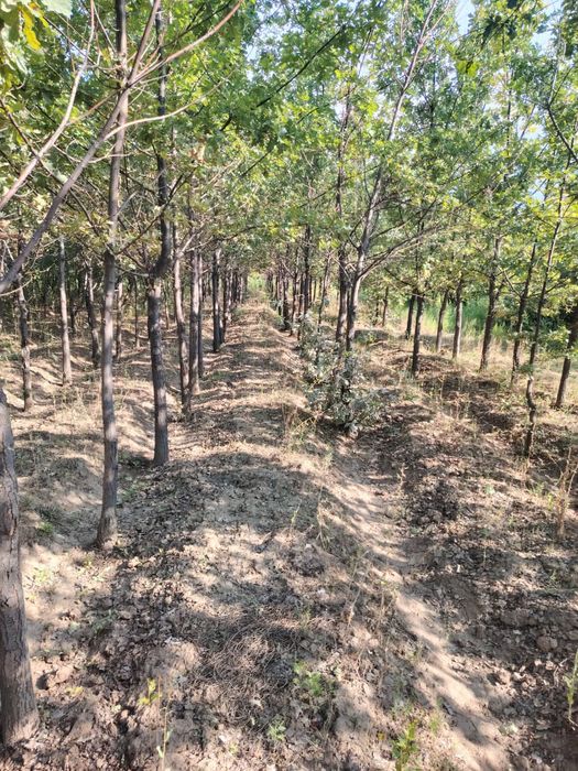 Дуб алейный  крупномер