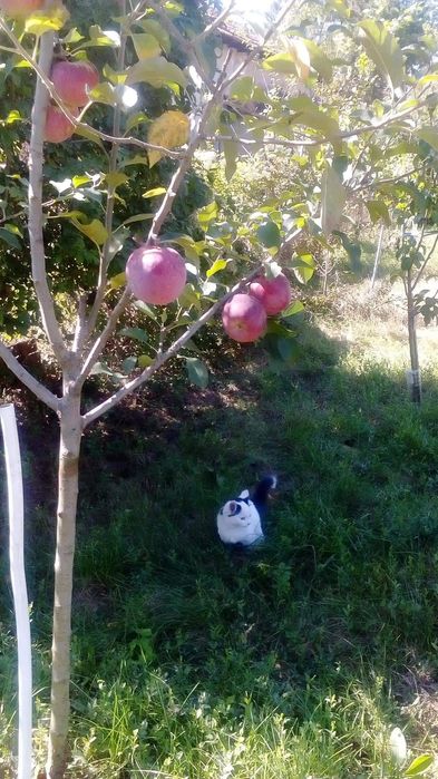 Продава се Къща в с. Батово, Област Добрич - 204 кв.м за 417 €/кв.м - Снимка #4