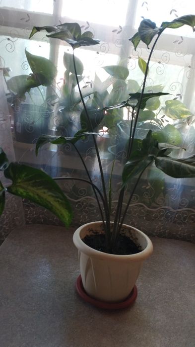 Сингониюм Вендланда очень редкий