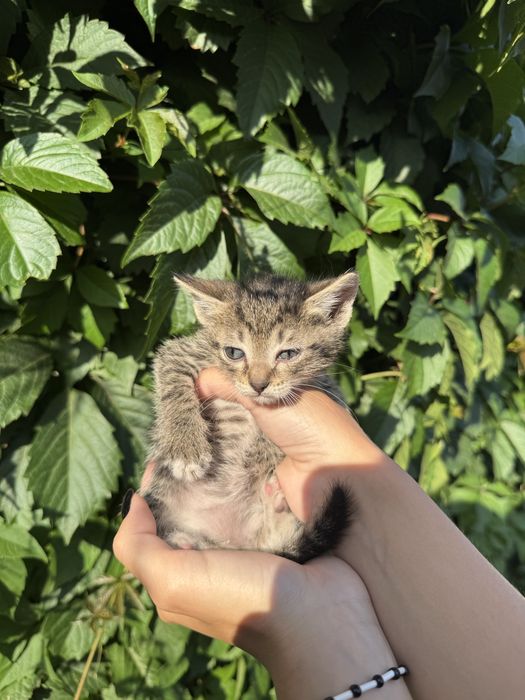 Котята в поисках дома