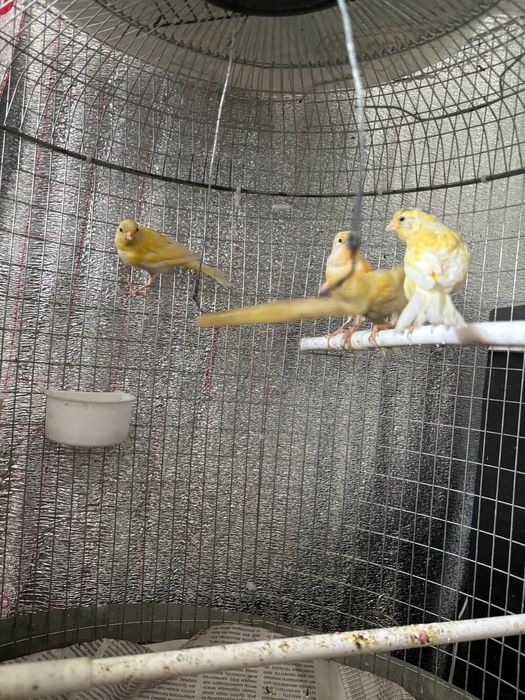 Канорейка  продаётся  лимон молодёжь