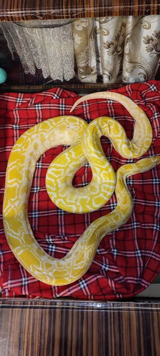 Тигровый питон с террариумом