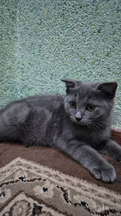 Продаётся милый котёнок!