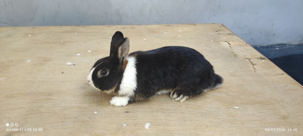 Karlik sames (erkak)