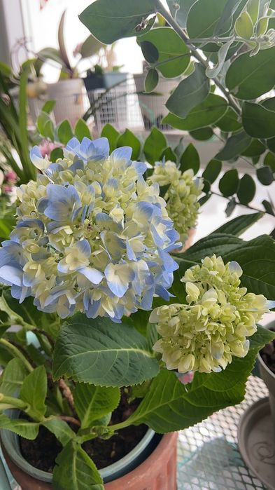 Гортензия садовая