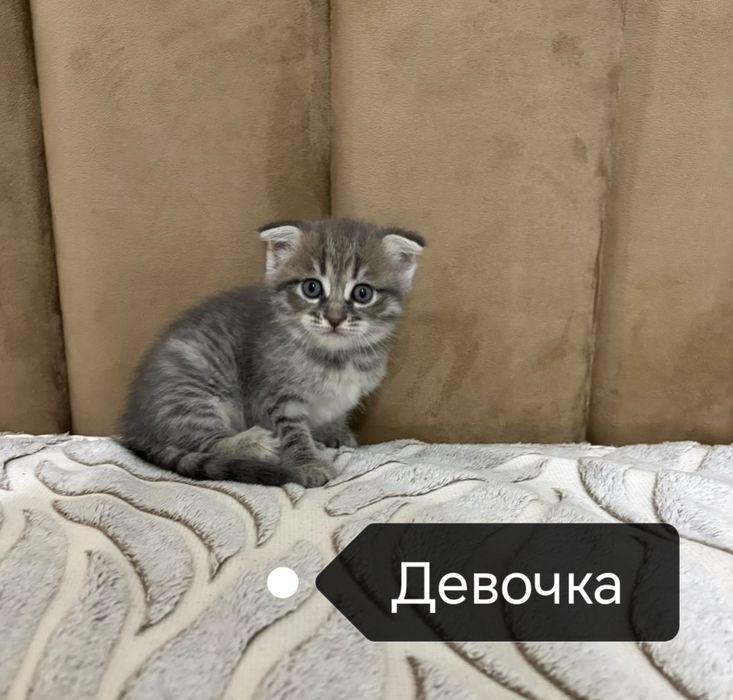 Шотландские котята