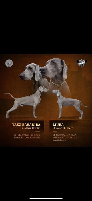 Vând Pui weimaraner