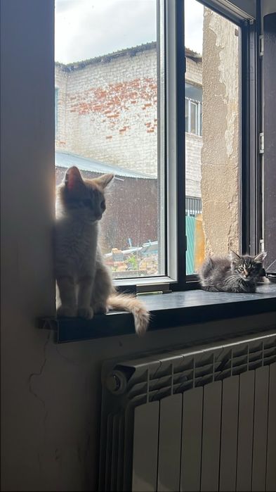 Отдам котят в добрые руки