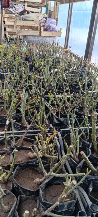 Розы укоренённые