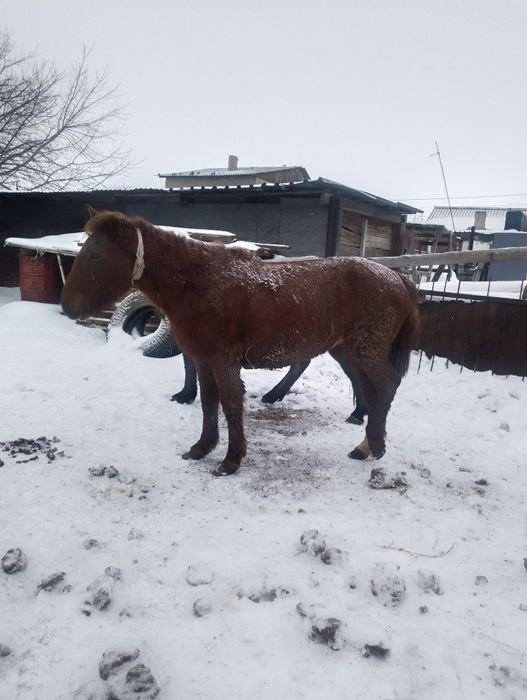 Кобылы бие стоят на откорме