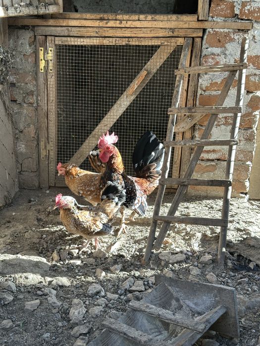 Gaini si cocosi americani pitici