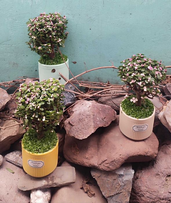 Красула с цветами или денежное дерево