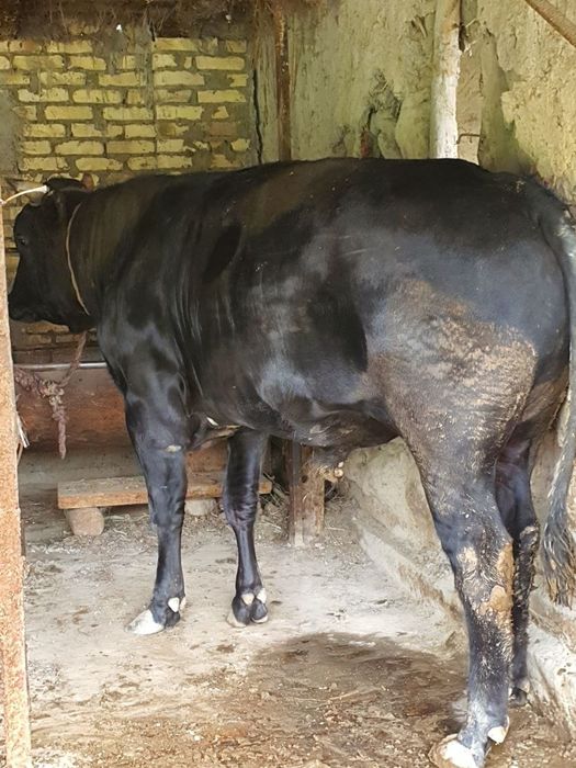 buqqa sotiladi narxi 31 mln so'm keishiladigan joyi bor