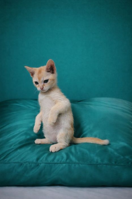 Европейская бурма