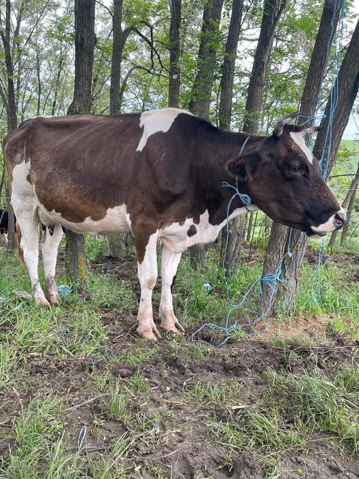 Vaca cu lapte disponibila