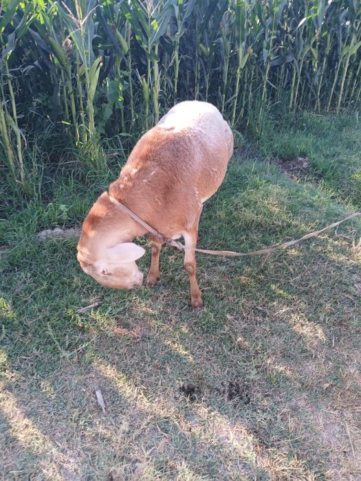 Qõchqor zoti edilbay