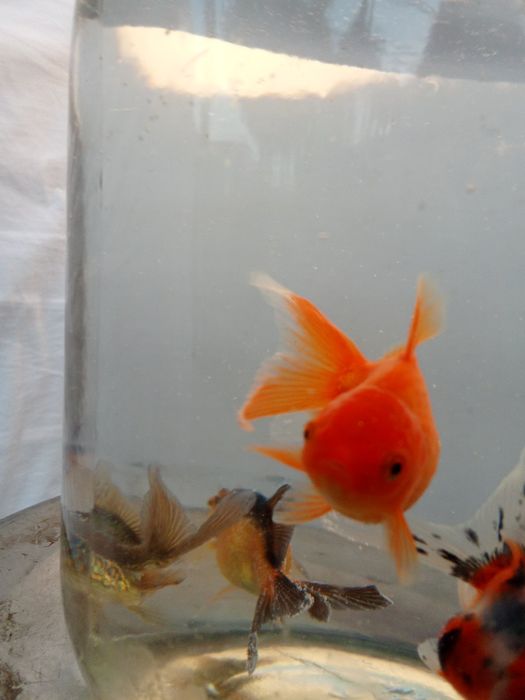 Aranda baliqlari akvarium uchun