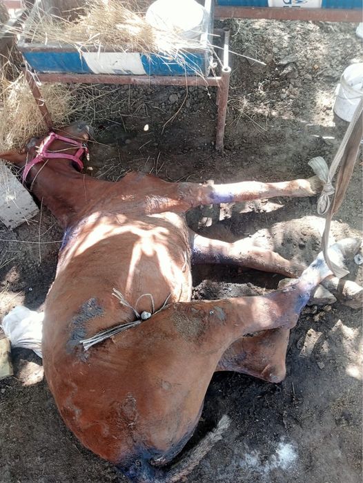 Вынужденый забой