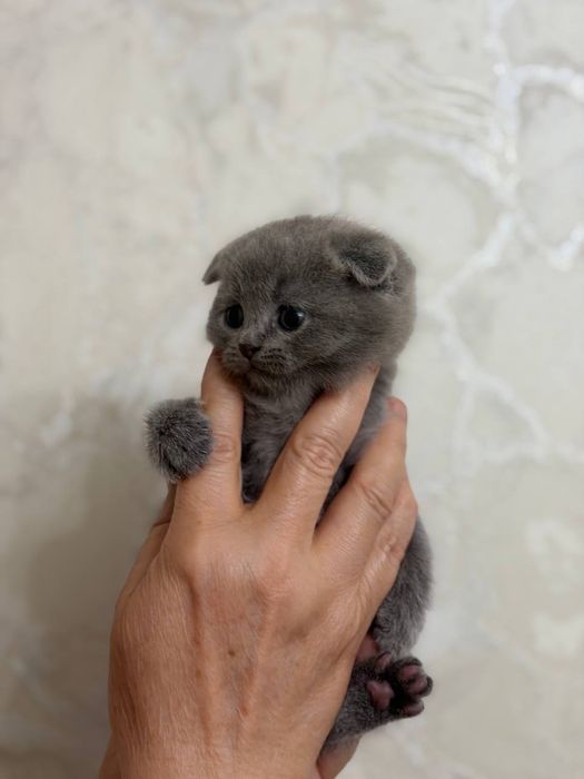 Мушук боласи,котенок
