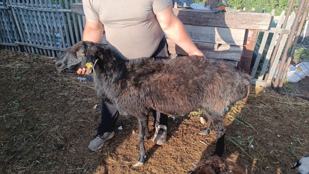 Продам кошкара !