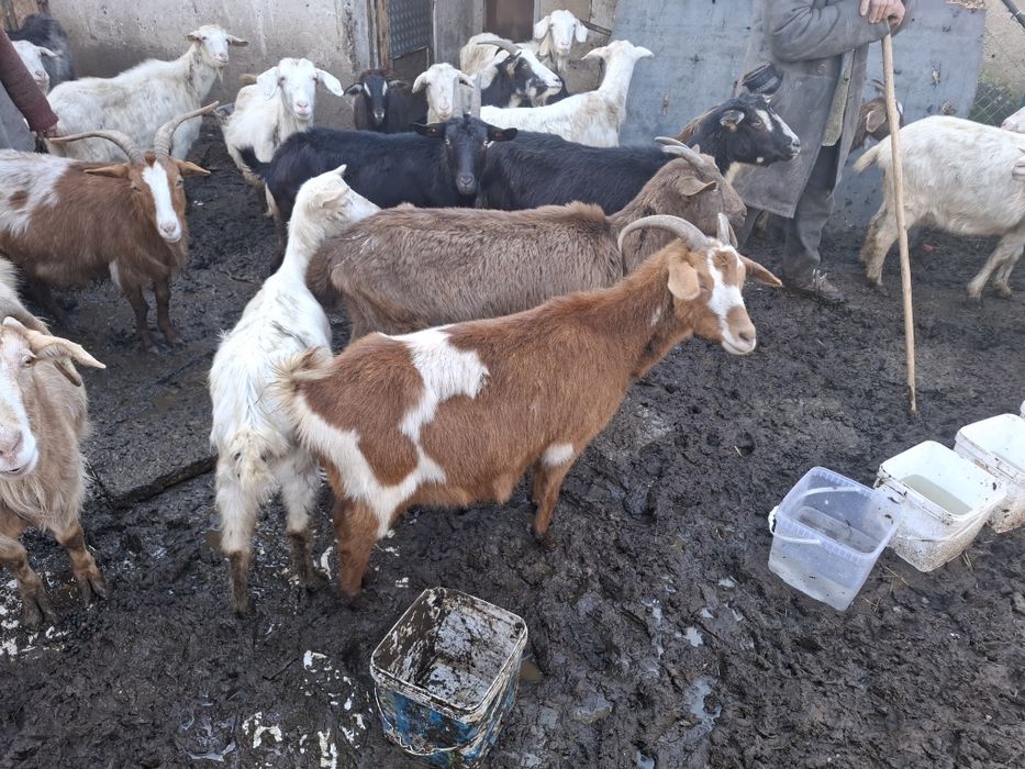 Натурално козе мляко