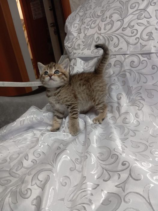 Продам котенка (скоттиш-страйт)