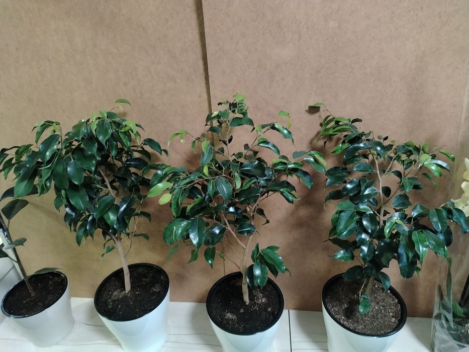 Фикус Бенжамин 70см