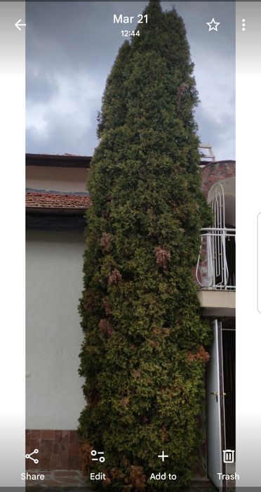 Туя Висока 15 метра