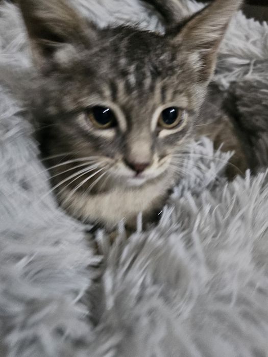 Котенок девочка  красавица