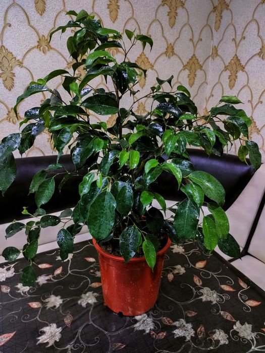 Цветы подарок. Доставка