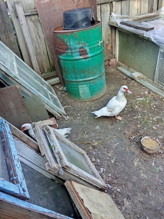 Продам индоуток в городе