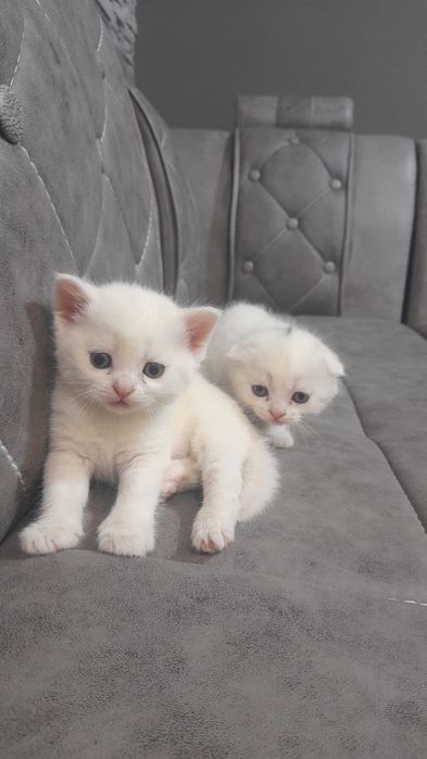 Шотланские  веслаухие котята..