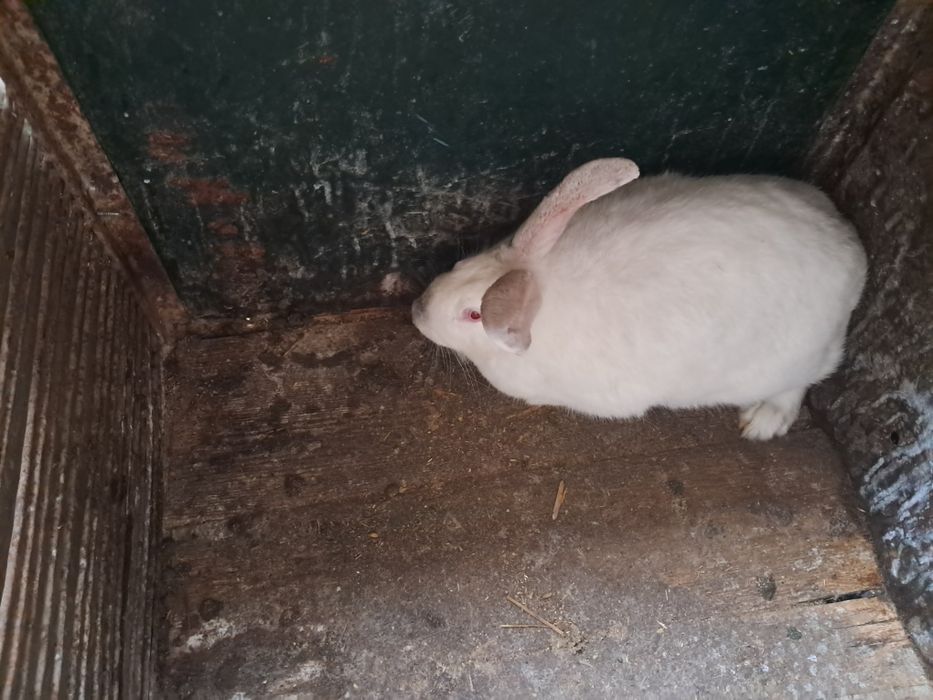 Продаются кролики