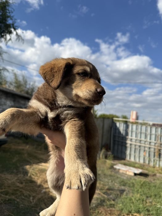 Отдам щенка в добрые руки