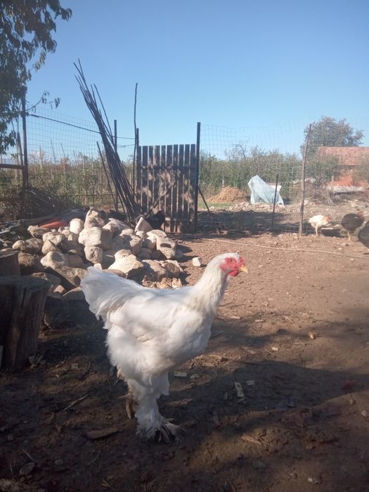 Găini brahma albe