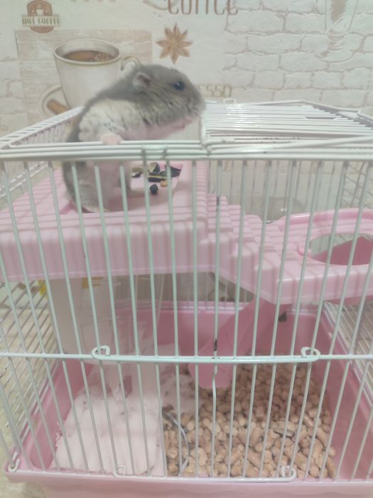 Продам джунгарского хомяка умная девочка