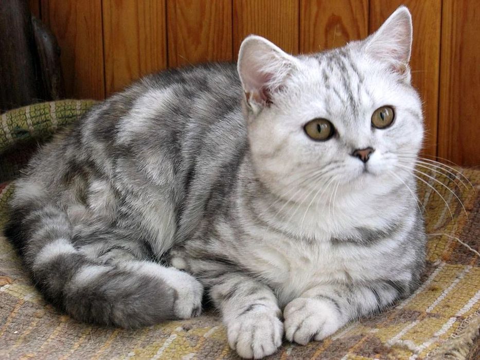 Продается котенок