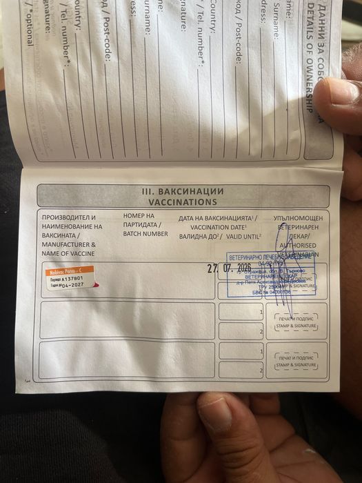 Джак ръсел Териер