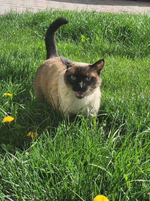 Продам кота мальчик Сиамской кошки