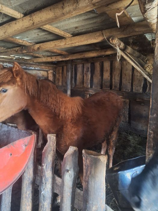 Продам лошадей  одна с откорма