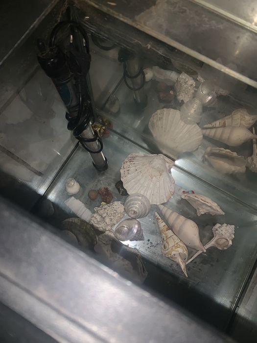 Аквариум с подогревом и ракушками