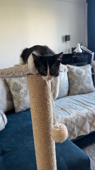Котенок 2 месяца
