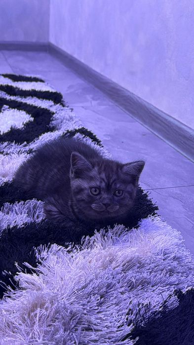 British shorthair