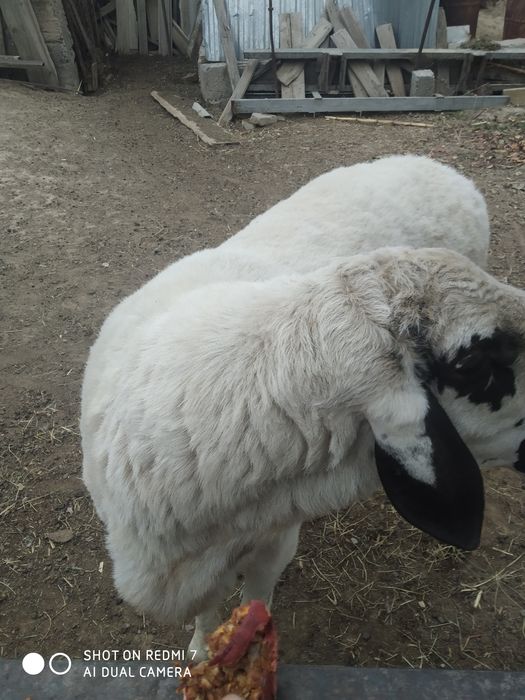 Баран арашан 1год