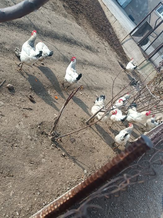 Адлер жумырткалары