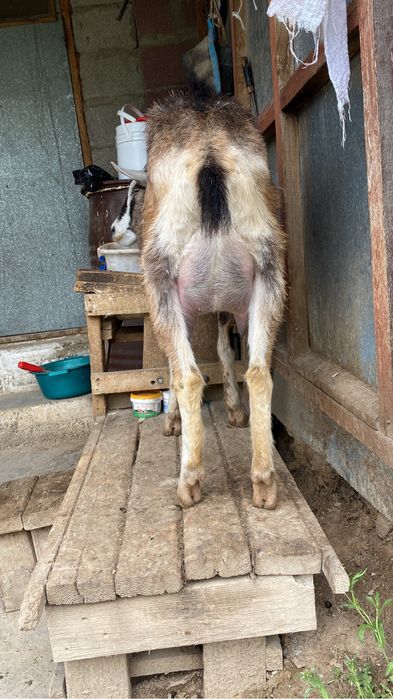 Ешки сатылады Шымкент