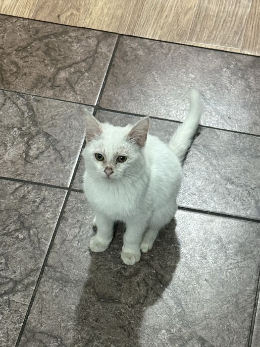Отдам котенка мальчик бесплатно